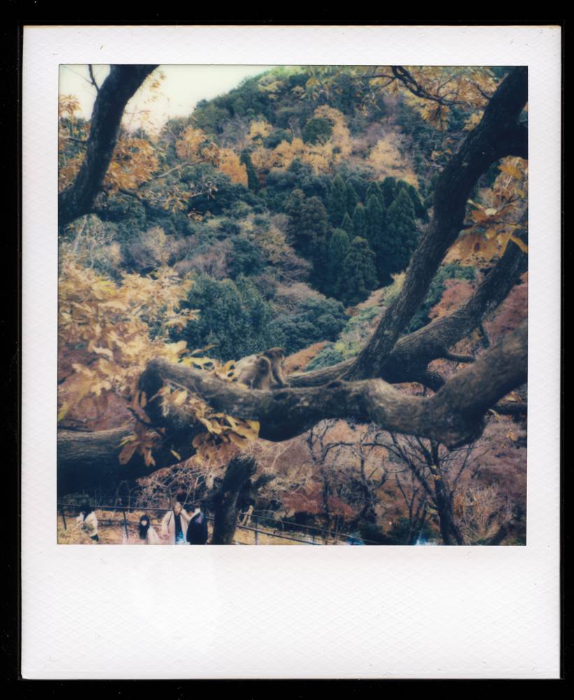 jpnPolaroids-20